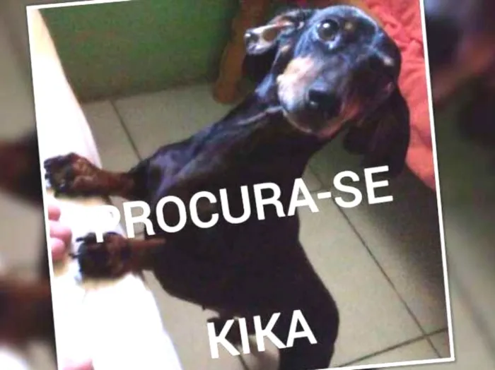 Cachorro ra a Dashua idade 6 ou mais anos nome Kika
