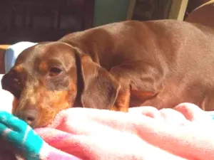 Cachorro raça Daschund  idade 3 anos nome Cacau ou Jaque 