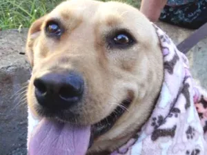 Cachorro raça srd idade 1 ano nome Chiffon