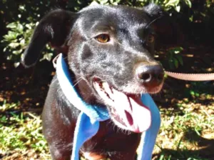 Cachorro raça srd idade 2 anos nome Corisco