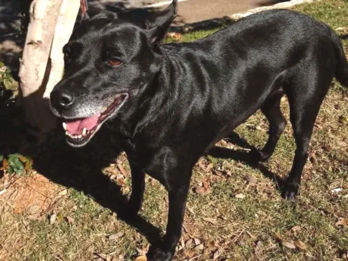 Cachorro ra a SRD idade 5 anos nome Big