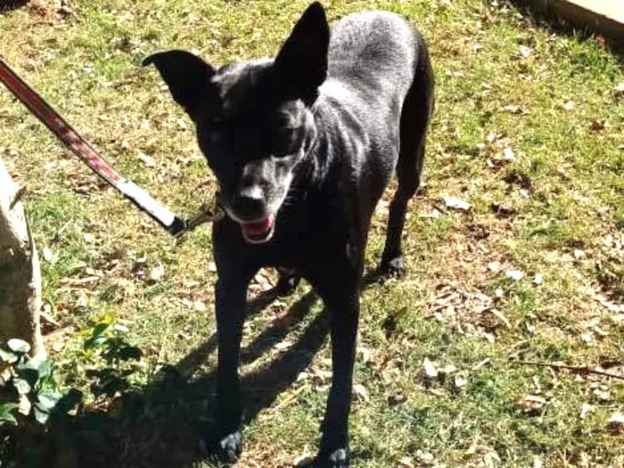 Cachorro ra a SRD idade 5 anos nome Big