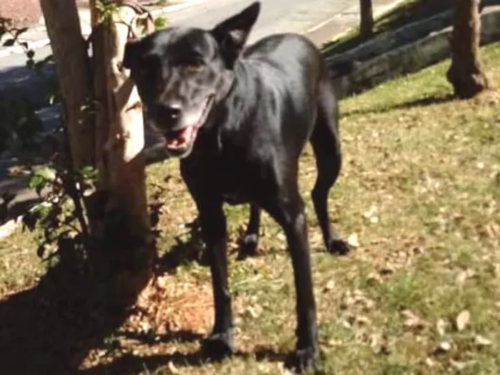Cachorro ra a SRD idade 5 anos nome Big
