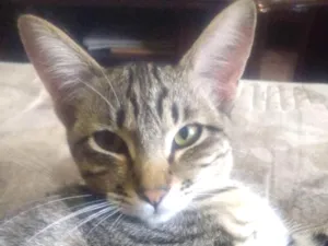 Gato raça Não sei idade 7 a 11 meses nome Rajadinha