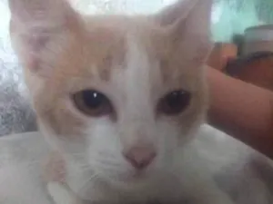 Gato raça Não sei idade 2 a 6 meses nome Rajadinho