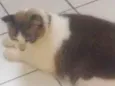 Puma nido veisgo aki