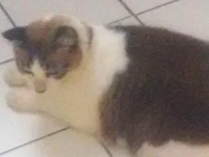 Gato raça Vira lata idade 6 ou mais anos nome Puma nido veisgo aki