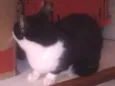 Puma nido veisgo aki