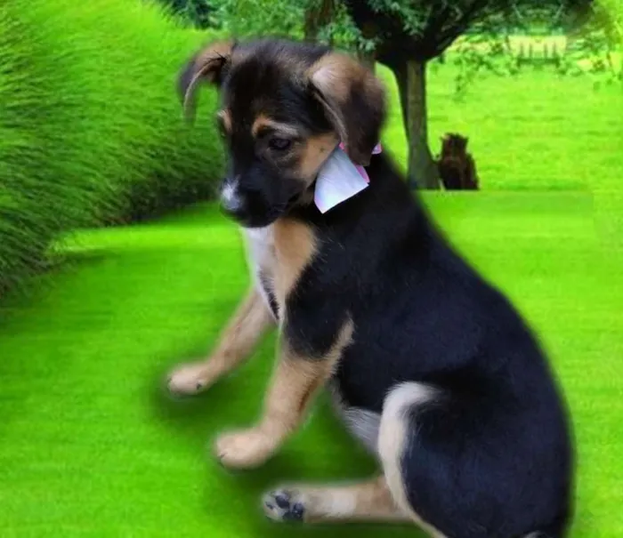 Cachorro ra a Srd idade 2 a 6 meses nome SOL