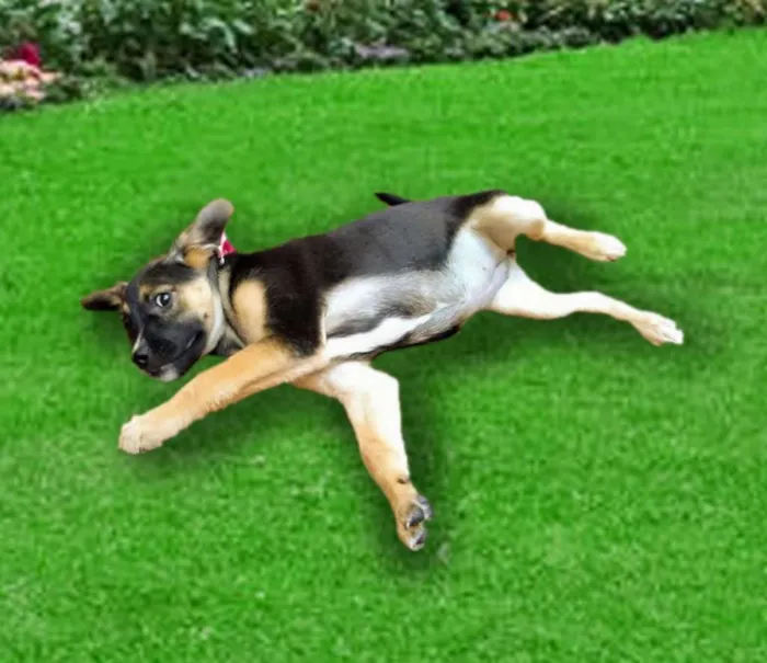 Cachorro ra a Srd idade 2 a 6 meses nome SOL