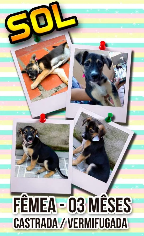 Cachorro ra a Srd idade 2 a 6 meses nome SOL
