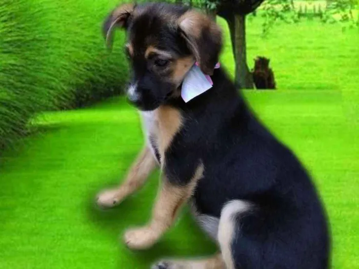 Cachorro ra a Srd idade 2 a 6 meses nome SOL