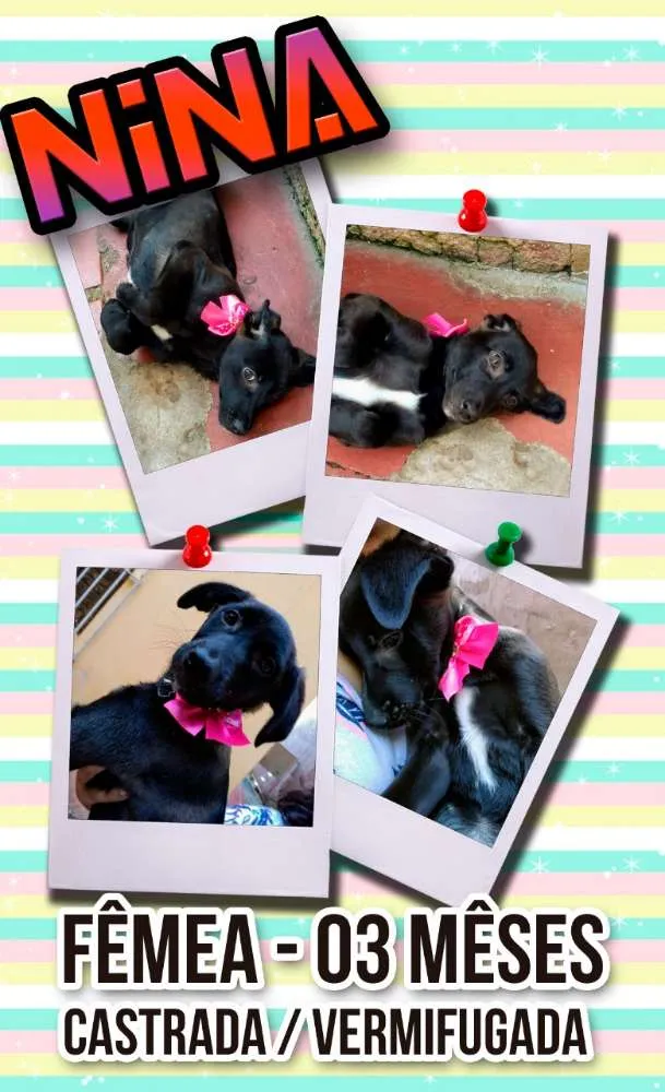 Cachorro ra a Srd idade 2 a 6 meses nome Nina