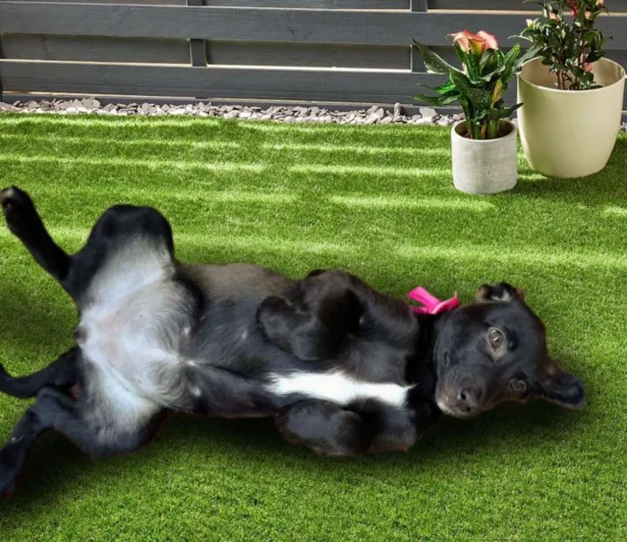 Cachorro ra a Srd idade 2 a 6 meses nome Nina