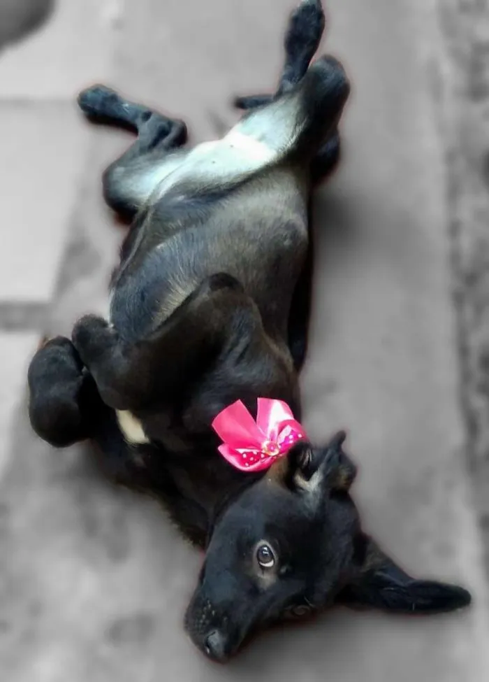 Cachorro ra a Srd idade 2 a 6 meses nome Nina