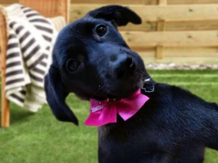 Cachorro ra a Srd idade 2 a 6 meses nome Nina