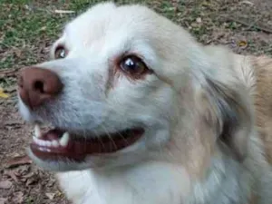 Cachorro raça Srd idade 2 anos nome Shakira