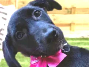 Cachorro raça Srd idade 2 a 6 meses nome Nina