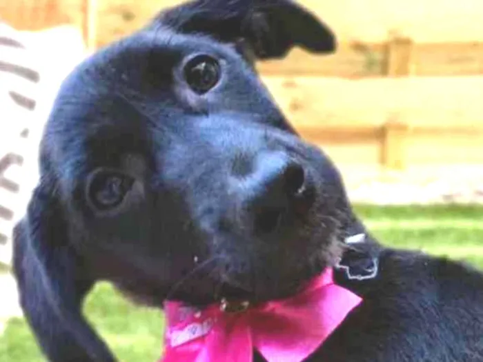 Cachorro ra a Srd idade 2 a 6 meses nome Nina