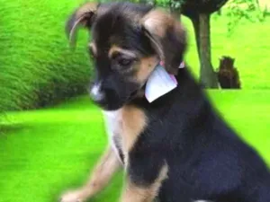 Cachorro raça Srd idade 2 a 6 meses nome SOL