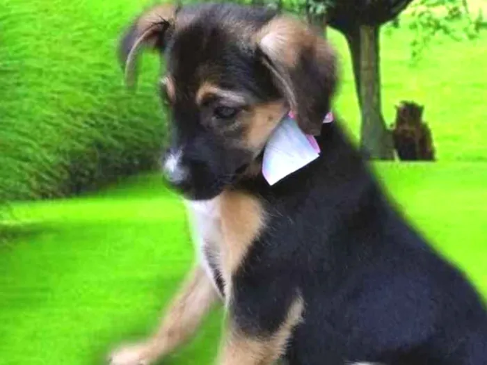 Cachorro ra a Srd idade 2 a 6 meses nome SOL