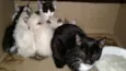 Gatinhos
