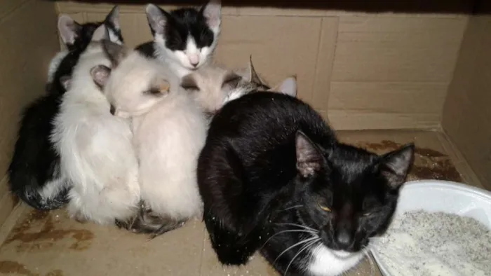 Gato ra a SRD idade 2 a 6 meses nome Gatinhos