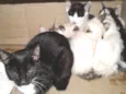Gatinhos