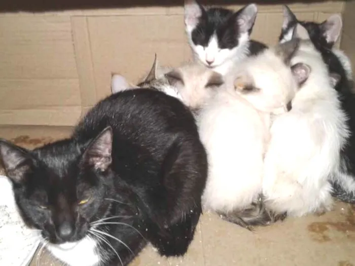Gato ra a SRD idade 2 a 6 meses nome Gatinhos