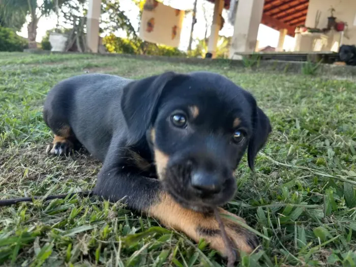 Cachorro raça Não tem idade 2 a 6 meses nome Liz