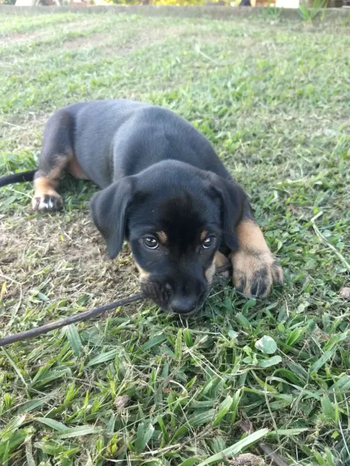 Cachorro raça Não tem idade 2 a 6 meses nome Liz