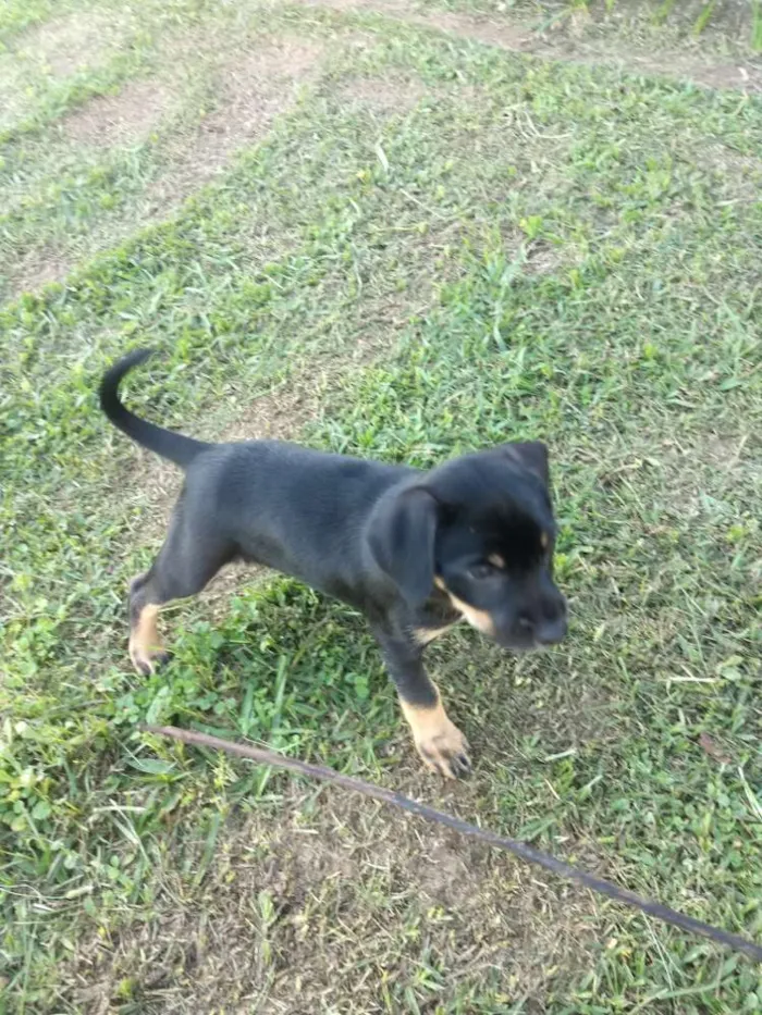 Cachorro raça Não tem idade 2 a 6 meses nome Liz