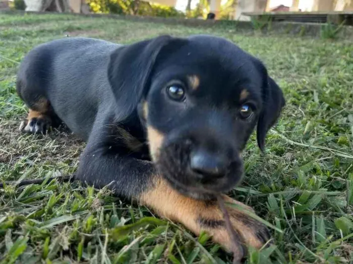 Cachorro raça Não tem idade 2 a 6 meses nome Liz