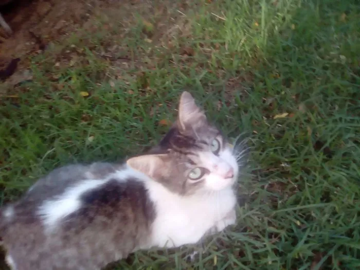 Gato raça Srd idade 2 a 6 meses nome Dartanhan
