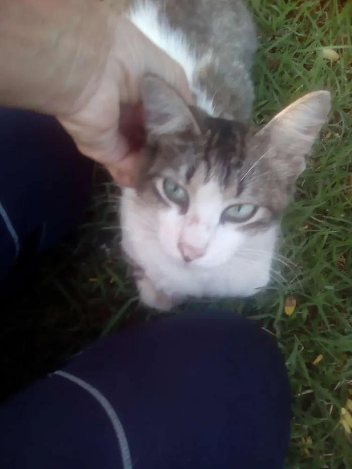 Gato raça Srd idade 2 a 6 meses nome Dartanhan