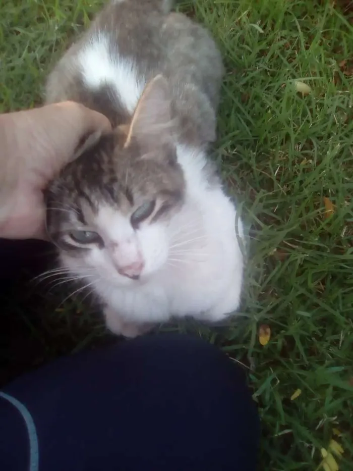 Gato raça Srd idade 2 a 6 meses nome Dartanhan