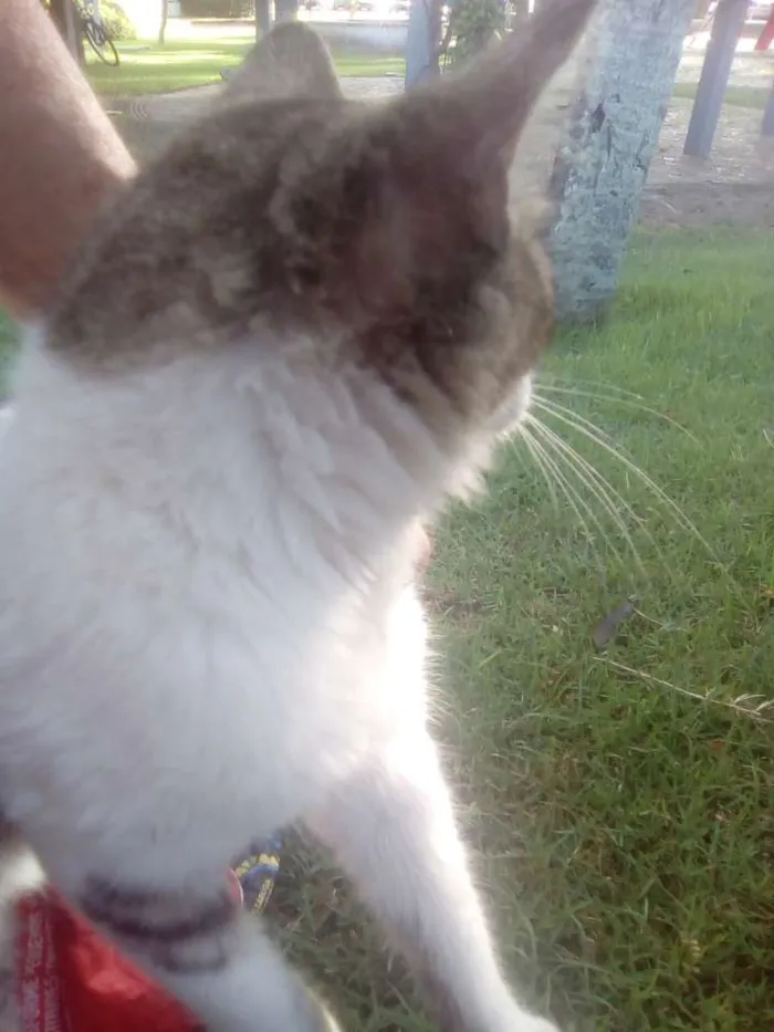Gato raça Srd idade 2 a 6 meses nome Dartanhan