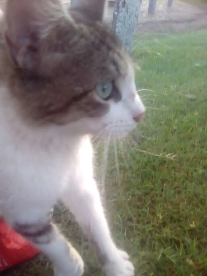 Gato raça Srd idade 2 a 6 meses nome Dartanhan