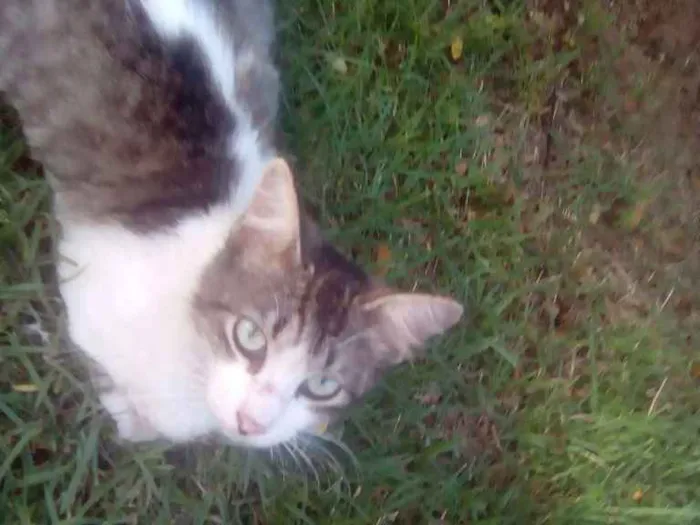 Gato raça Srd idade 2 a 6 meses nome Dartanhan