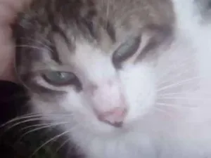 Gato raça Srd idade 2 a 6 meses nome Dartanhan