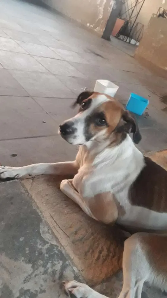 Cachorro ra a Vira-lata idade 2 anos nome Vade