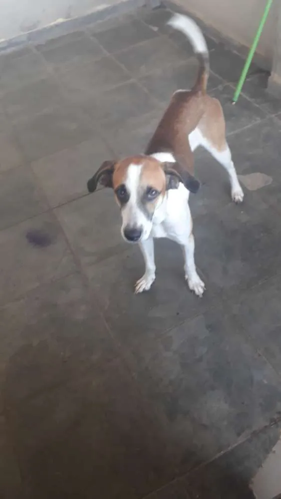 Cachorro ra a Vira-lata idade 2 anos nome Vade