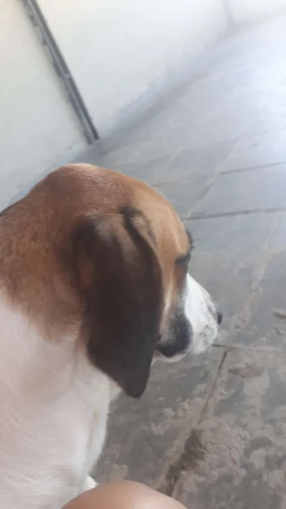 Cachorro ra a Vira-lata idade 2 anos nome Vade