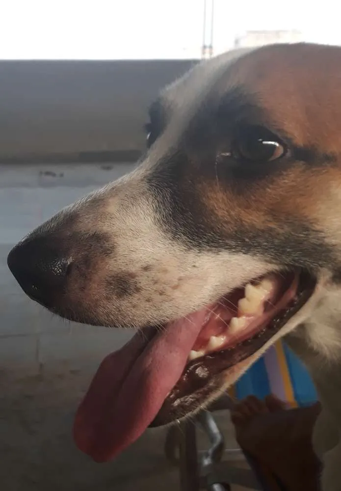 Cachorro ra a Vira-lata idade 2 anos nome Vade