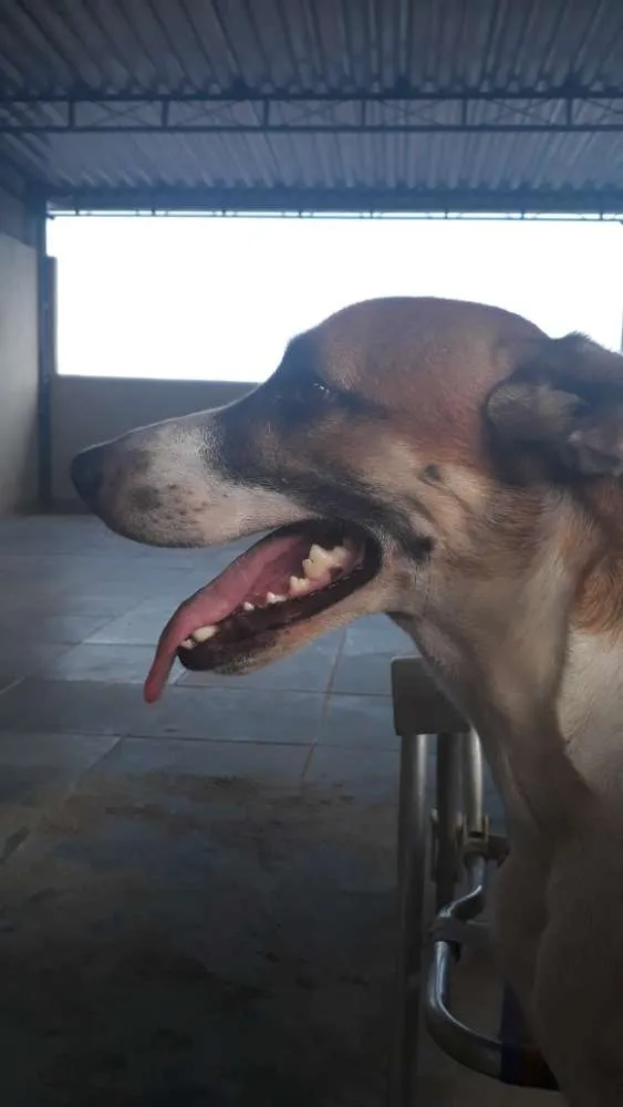 Cachorro ra a Vira-lata idade 2 anos nome Vade