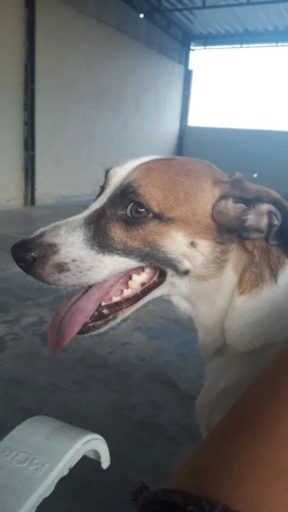 Cachorro ra a Vira-lata idade 2 anos nome Vade