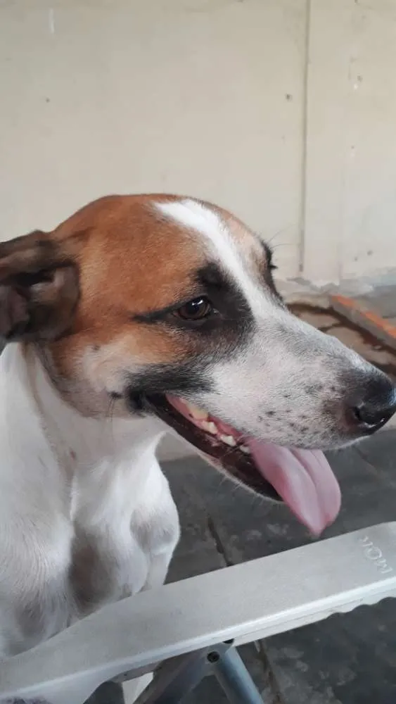 Cachorro ra a Vira-lata idade 2 anos nome Vade