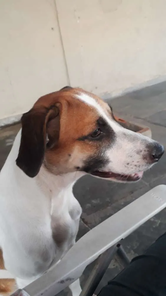 Cachorro ra a Vira-lata idade 2 anos nome Vade