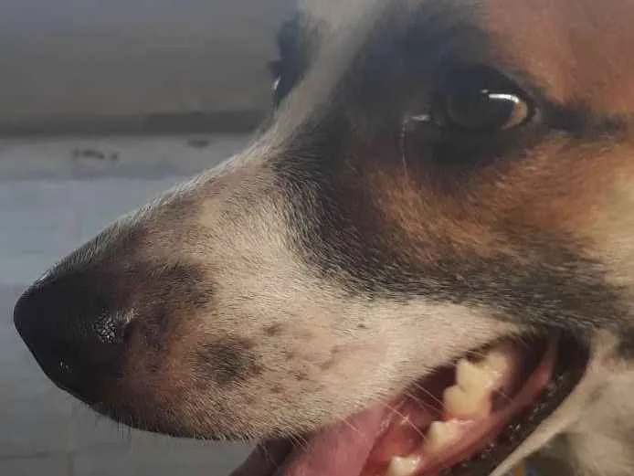 Cachorro ra a Vira-lata idade 2 anos nome Vade
