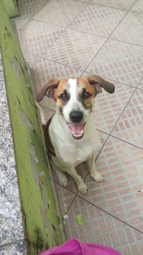 Cachorro ra a Vira-lata idade 2 anos nome Vade